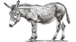 Vector illustration of hand drawn donkey isolated on