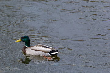 Mallard duck swimming on a pond picture with reflection in water. One mallard duck quacking on a lake