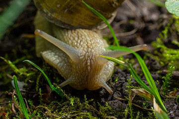 Wall Mural - Helix pomatia also Roman snail, Burgundy snail, edible snail or escargot, is a species of large, edible, air-breathing land snail, a terrestrial pulmonate gastropod mollusk in the family Helicidae