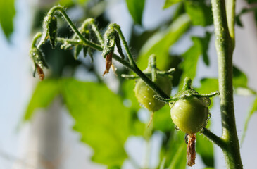 Macro of two fresh tomatos and flowers at their branch and water droplets on them