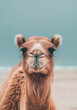 Close-up of a camel's face with a calm expression against a soft blue background.
