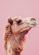 Side profile of a camel with a soft pink background, focusing on its facial features and fur texture.
