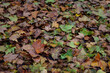 Autumnal texture on the floor