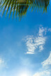 Palm leaves on a background of blue sky