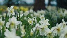 Pan Up On Bed Of White Daffodils To Reveal Evergreen Forrest