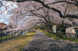 Sakura cherry blossom flower tree in full bloom with river in Negawa Green Road Tachikawa Tokyo Japan
