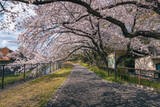 Fototapeta  - Sakura cherry blossom flower tree in full bloom with river in Negawa Green Road Tachikawa Tokyo Japan