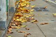 A sidewalk is covered in leaves and debris