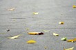 A leaf is laying on the ground