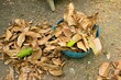 A blue bowl full of leaves is on the ground