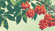 Bunches of ripe rowan on green background Vector style