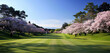Canopies of cherry blossoms draping the fairways, nature's pink embrace.