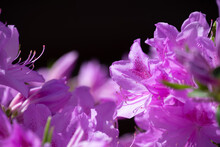 Closeup Shot Of Purple Rhododendron Flowers Basking In The Sunlight