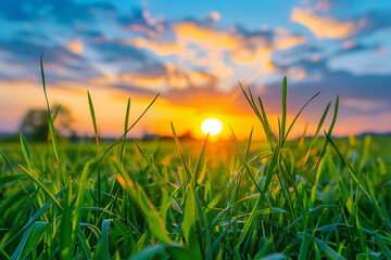 Wall Mural - low angle shot grass in the field , sunset in background