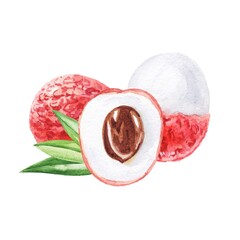 Chinese plum lychee fruit watercolour illustration 