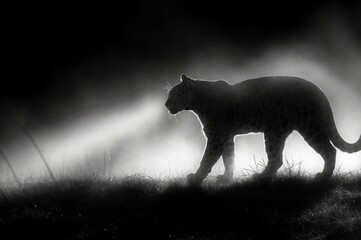 Sticker - a black and white picture of a cheetah in the dark