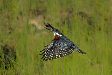 Wall Mural - Giant Kingfisher (Megaceryle maxima) flying after catching a crab in the Chobe River in Botswana