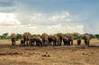 Elephant herd visiting a waterhole in Etosha National Park in Namibia