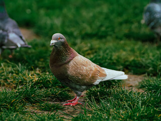 Sticker - Close-up of a pigeon resting on vibrant green grass