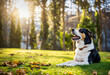 Dog lying relaxed on the grass in a park while looking to the side