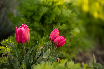 Wall Mural - Bright pink tulips with lush greenery backdrop