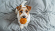 ..Playful Pup: A Jack Russell Terrier sits on a bed with a toy in its mouth, looking curiously at the camera.  Loyal and energetic dog breed and Adorable canine companion