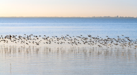 a flock of birds flying over the sea with reflection in water