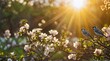 Flock of birds  on the branches of a tree with spring flower blossoms and sun Rays , spring season background, display, wallpaper, birds singing