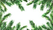 Frame made of green fir branches on white background