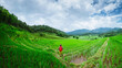 Asian man travel nature Travel relax Walking rice field in rainy season in Chiang Mai, Thailand.