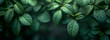 Background of fresh green tropical leaves.