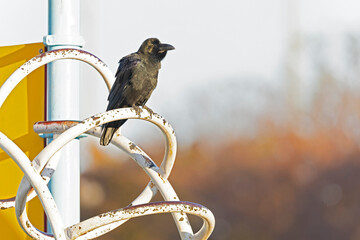 Wall Mural - large-billed crow (Corvus macrorhynchos) perched.