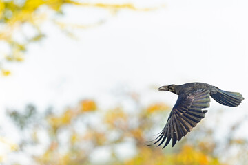 Wall Mural - large-billed crow (Corvus macrorhynchos) in flight