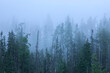 Coniferous forest in dense fog
