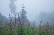 purple wildflowers in mountain fog