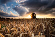 summer wheat field at sunset