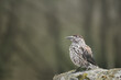 Spotted Nutcracker perched on a moss-covered rock in a misty forest