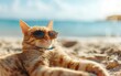 A cat wearing sunglasses is laying on the beach