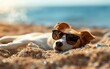 A dog is laying on the beach wearing sunglasses
