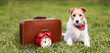 Dog waiting with a suitcase, pet hotel, travel banner