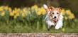 Happy hyperactive dog running, puppy in summer, pet banner