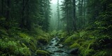 Misty forest landscape in Alaska