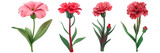 PNG dianthus 3d icons and objects collection, in cartoon style minimal on transparent, white background, isolate