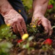 Close-up of a gardener's hands nurturing small flowers, delicately planting them in rich, fertile soil.