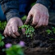 A gardener's soiled hands carefully transplanting a young seedling into the moist earth, embodying the spirit of growth and sustainability.