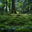 A serene forest scene, focusing on the lush, moss-covered forest floor bathed in dappled sunlight filtering through the trees.