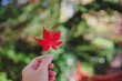 Hand holding maple leaf on colorful maple leaves nature background in autumn season with copy space, selective focus