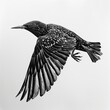 Detailed Pencil Sketch of a Starling Bird In Flight Black and White Drawing on a Blank White Background