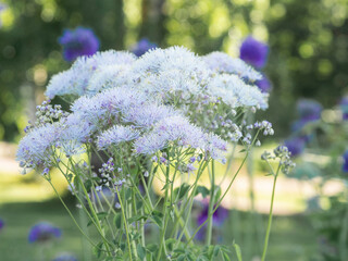 Wall Mural - Greater Meadow Rue, Feathered Columbine, Thalictrum aquilegiifolium, tall decorative flower growing in a garden, attract pollinators, forest on a background, close up