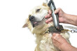 Hand of people holding to hair clipper for grooming and cutting fur. Owner chain the domestic dog and touching dog fur and skin for clear ticks and fleas on dogs from long fur.